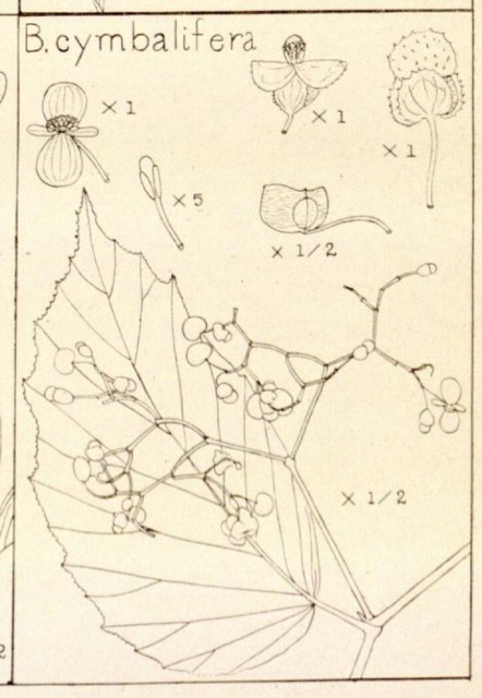 B. cymbalifera var. cymbalifera